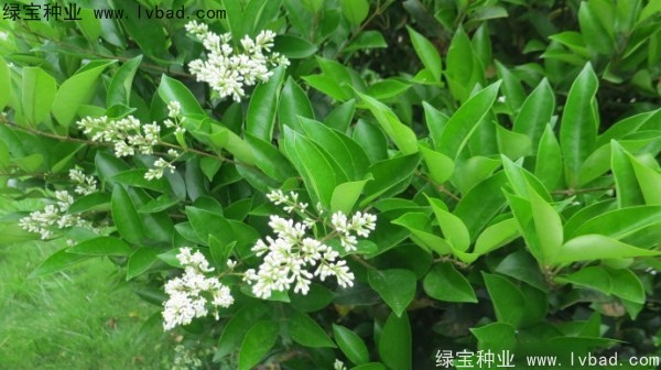 <a href='https://www.lvbad.com/linmuzhongzi/2213.html' target='_blank'>日本女贞种子</a>
