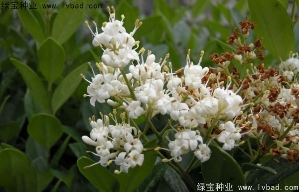 日本女贞<a href='https://www.lvbad.com/' target='_blank'>种子</a>