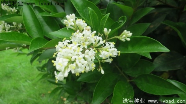 日本女贞<a href='https://www.lvbad.com/' target='_blank'>种子</a>