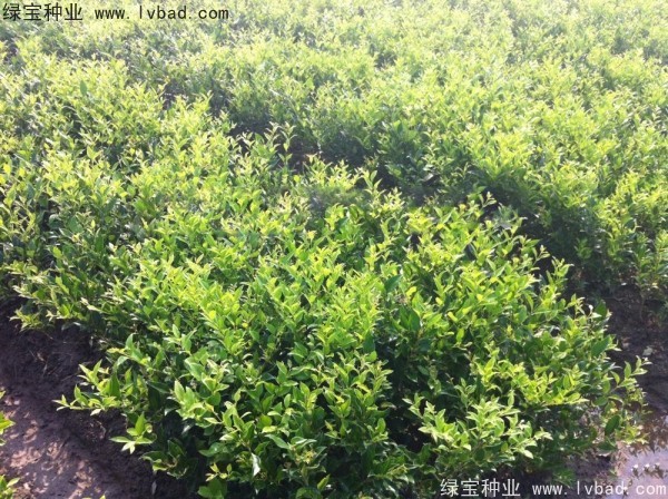 <a href='https://www.lvbad.com/linmuzhongzi/2213.html' target='_blank'>日本女贞种子</a>