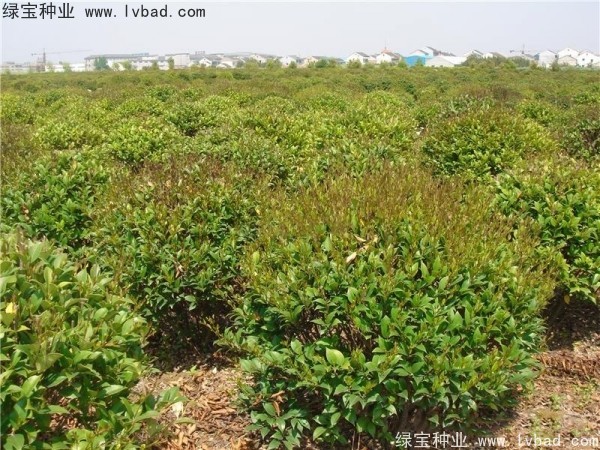 <a href='https://www.lvbad.com/linmuzhongzi/2213.html' target='_blank'>日本女贞</a><a href='https://www.lvbad.com/' target='_blank'>种子</a>