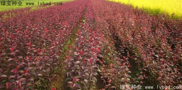 <a href='https://www.lvbad.com/linmuzhongzi/2214.html' target='_blank'>紫叶稠李种子</a>