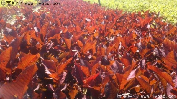 <a href='https://www.lvbad.com/linmuzhongzi/2214.html' target='_blank'>紫叶稠李种子</a>