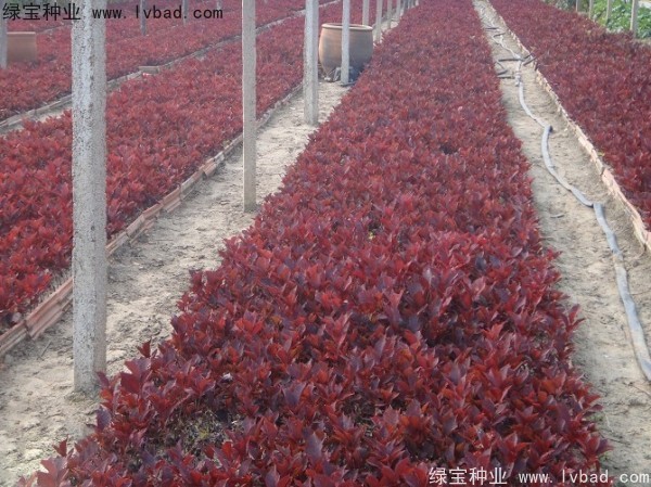 <a href='https://www.lvbad.com/linmuzhongzi/2214.html' target='_blank'>紫叶稠李</a><a href='https://www.lvbad.com/' target='_blank'>种子</a>