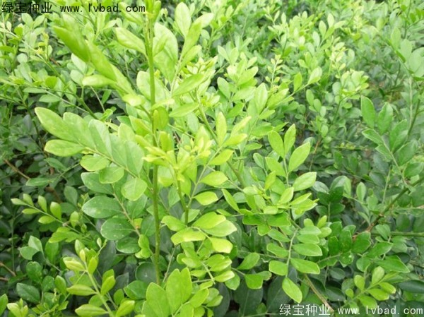 <a href='https://www.lvbad.com/linmuzhongzi/2216.html' target='_blank'>千里香</a><a href='https://www.lvbad.com/' target='_blank'>种子</a>