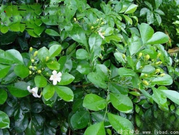 <a href='https://www.lvbad.com/linmuzhongzi/2216.html' target='_blank'>千里香种子</a>