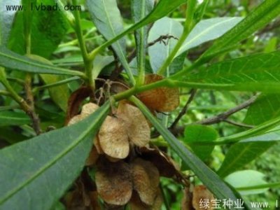 车桑子种子