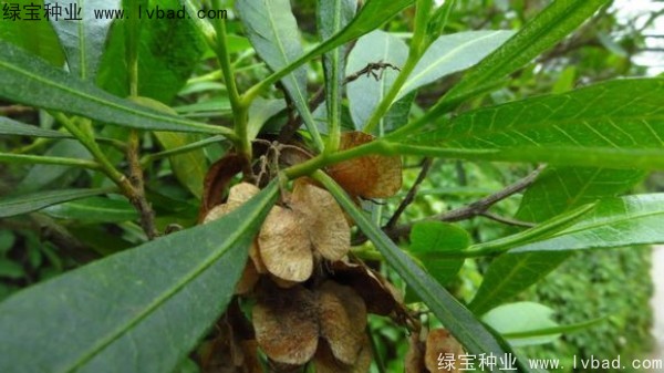 车桑子<a href='https://www.lvbad.com/' target='_blank'>种子</a>