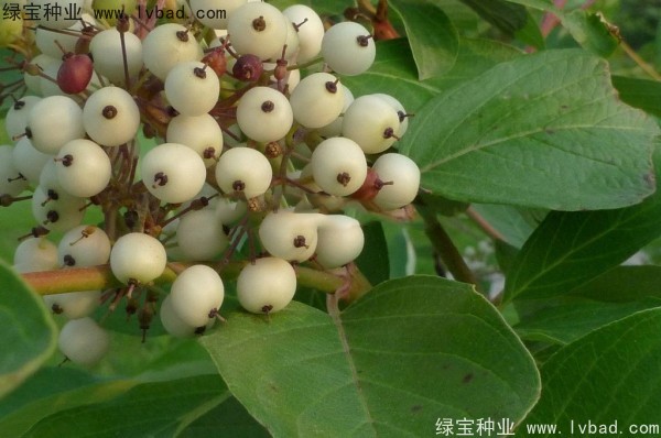 <a href='https://www.lvbad.com/linmuzhongzi/2219.html' target='_blank'>凉子木种子</a>
