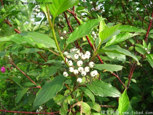 <a href='https://www.lvbad.com/linmuzhongzi/2219.html' target='_blank'>凉子木种子</a>