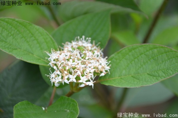 <a href='https://www.lvbad.com/linmuzhongzi/2219.html' target='_blank'>凉子木</a><a href='https://www.lvbad.com/' target='_blank'>种子</a>