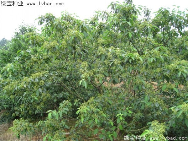 <a href='https://www.lvbad.com/linmuzhongzi/2220.html' target='_blank'>光皮树种子</a>