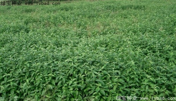 <a href='https://www.lvbad.com/linmuzhongzi/2220.html' target='_blank'>光皮树种子</a>