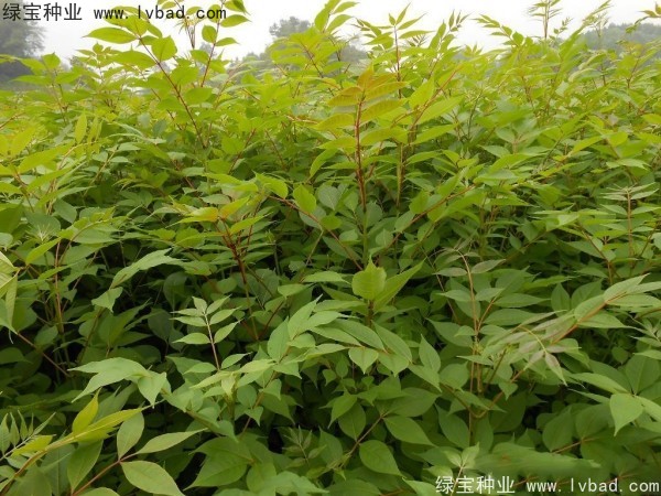 <a href='https://www.lvbad.com/linmuzhongzi/2222.html' target='_blank'>黄菠萝种子</a>