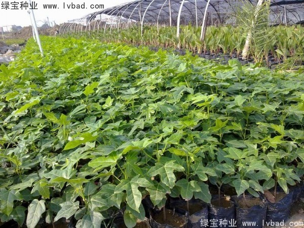 <a href='https://www.lvbad.com/linmuzhongzi/2223.html' target='_blank'>火焰木种子</a>