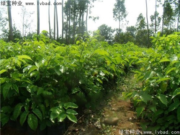 <a href='https://www.lvbad.com/linmuzhongzi/2224.html' target='_blank'>幌伞枫种子</a>