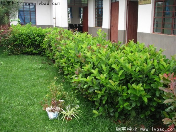 <a href='https://www.lvbad.com/linmuzhongzi/2225.html' target='_blank'>荚蒾种子</a>