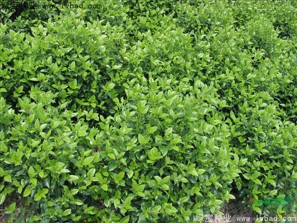 <a href='https://www.lvbad.com/linmuzhongzi/2225.html' target='_blank'>荚蒾种子</a>