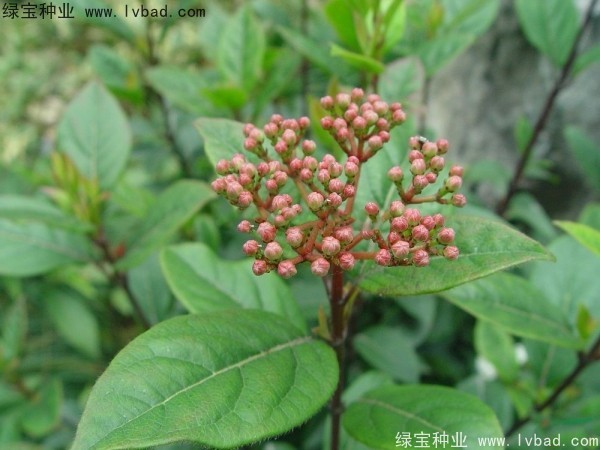 <a href='https://www.lvbad.com/linmuzhongzi/2225.html' target='_blank'>荚蒾种子</a>
