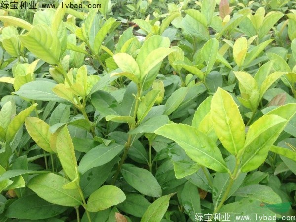 荚蒾<a href='https://www.lvbad.com/' target='_blank'>种子</a>