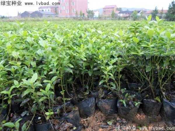 荚蒾<a href='https://www.lvbad.com/' target='_blank'>种子</a>