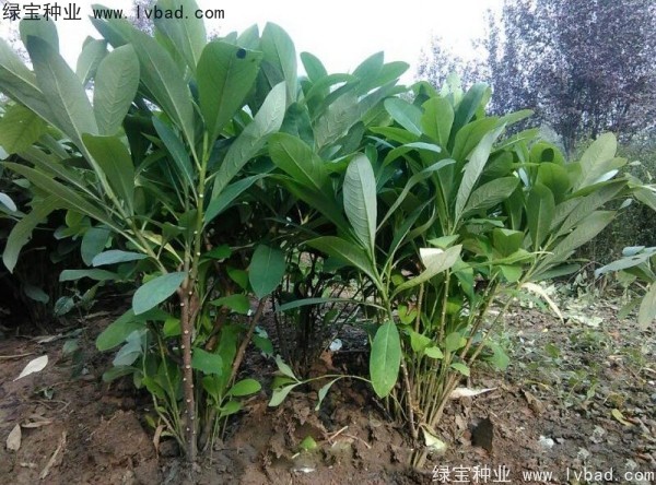 <a href='https://www.lvbad.com/linmuzhongzi/2226.html' target='_blank'>结香种子</a>