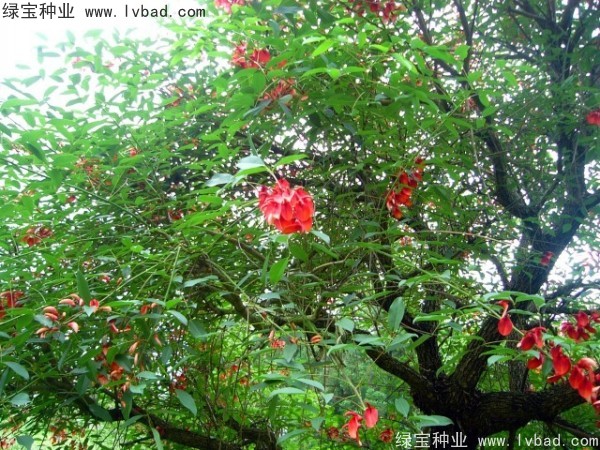 刺桐种子