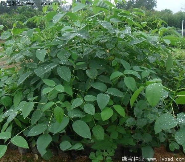 <a href='https://www.lvbad.com/linmuzhongzi/2227.html' target='_blank'>刺桐</a><a href='https://www.lvbad.com/' target='_blank'>种子</a>