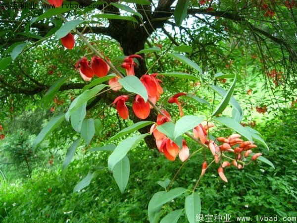 刺桐种子