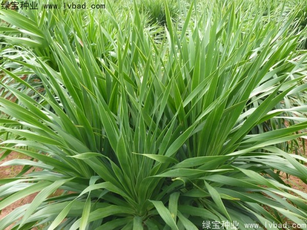 <a href='https://www.lvbad.com/linmuzhongzi/2230.html' target='_blank'>龙血树</a><a href='https://www.lvbad.com/' target='_blank'>种子</a>