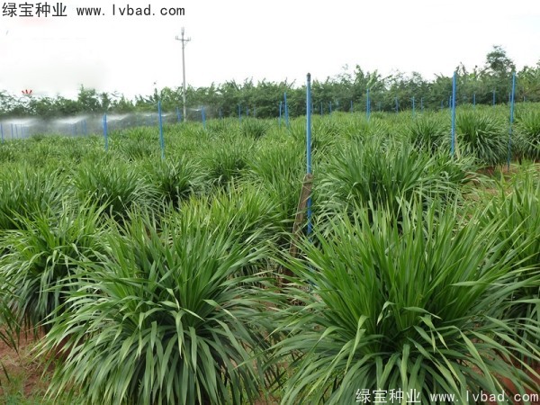 <a href='https://www.lvbad.com/linmuzhongzi/2230.html' target='_blank'>龙血树种子</a>