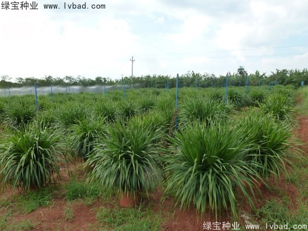 龙血树<a href='https://www.lvbad.com/' target='_blank'>种子</a>