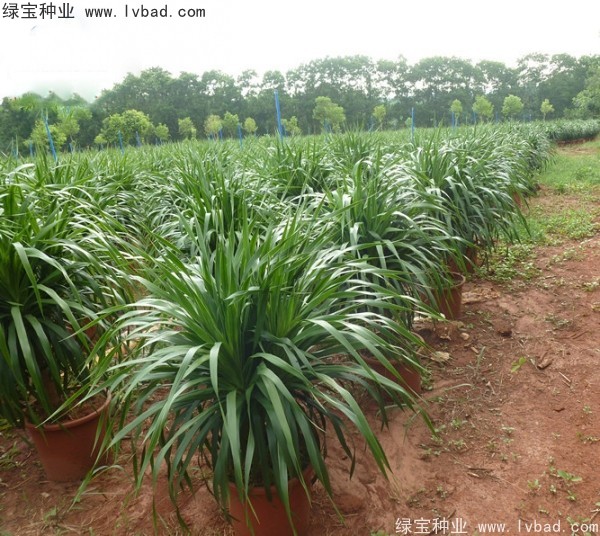 <a href='https://www.lvbad.com/linmuzhongzi/2230.html' target='_blank'>龙血树种子</a>