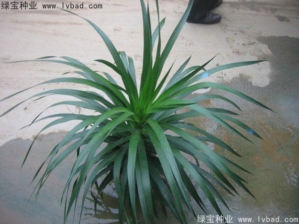 龙血树种子