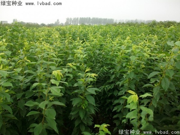 <a href='https://www.lvbad.com/linmuzhongzi/2231.html' target='_blank'>李子种子</a>