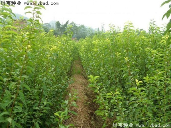 李子<a href='https://www.lvbad.com/' target='_blank'>种子</a>