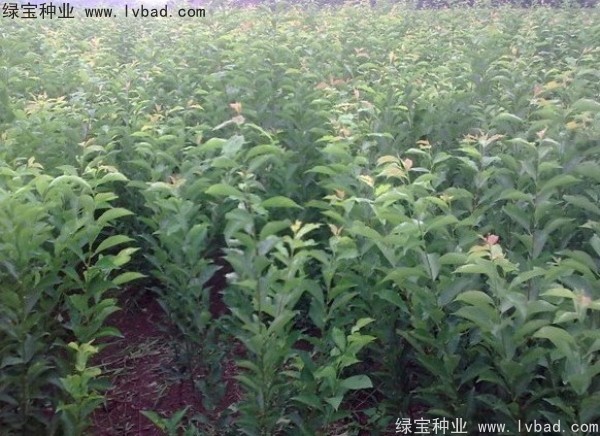 李子<a href='https://www.lvbad.com/' target='_blank'>种子</a>