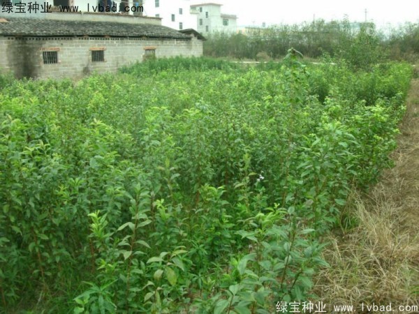 李子<a href='https://www.lvbad.com/' target='_blank'>种子</a>