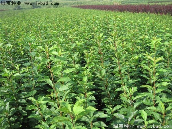 <a href='https://www.lvbad.com/linmuzhongzi/2231.html' target='_blank'>李子种子</a>