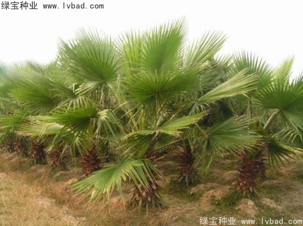 <a href='https://www.lvbad.com/linmuzhongzi/2232.html' target='_blank'>老人葵</a><a href='https://www.lvbad.com/' target='_blank'>种子</a>