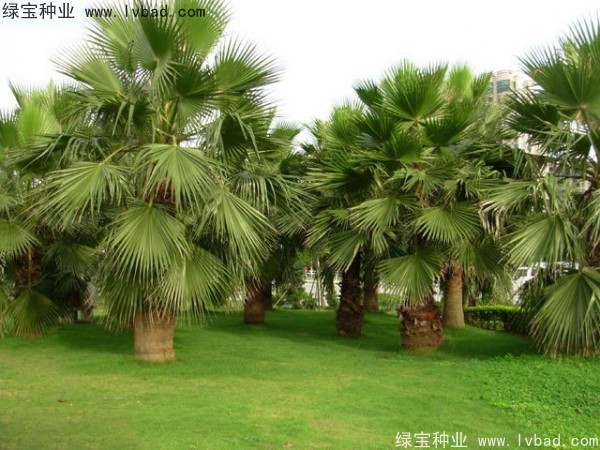 <a href='https://www.lvbad.com/linmuzhongzi/2232.html' target='_blank'>老人葵种子</a>
