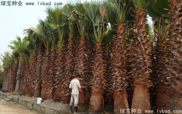 <a href='https://www.lvbad.com/linmuzhongzi/2232.html' target='_blank'>老人葵</a><a href='https://www.lvbad.com/' target='_blank'>种子</a>