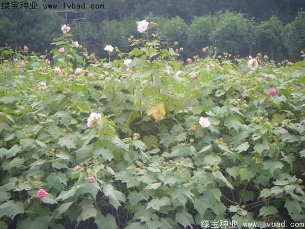 木芙蓉<a href='https://www.lvbad.com/' target='_blank'>种子</a>