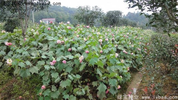 <a href='https://www.lvbad.com/linmuzhongzi/2233.html' target='_blank'>木芙蓉</a><a href='https://www.lvbad.com/' target='_blank'>种子</a>