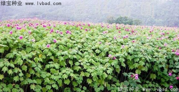 <a href='https://www.lvbad.com/linmuzhongzi/2233.html' target='_blank'>木芙蓉</a><a href='https://www.lvbad.com/' target='_blank'>种子</a>