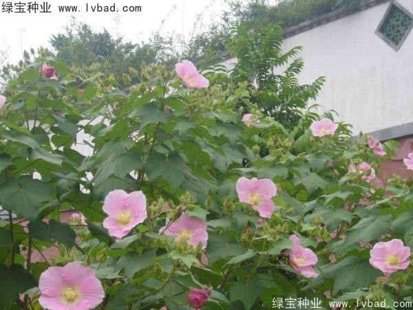 <a href='https://www.lvbad.com/linmuzhongzi/2233.html' target='_blank'>木芙蓉种子</a>
