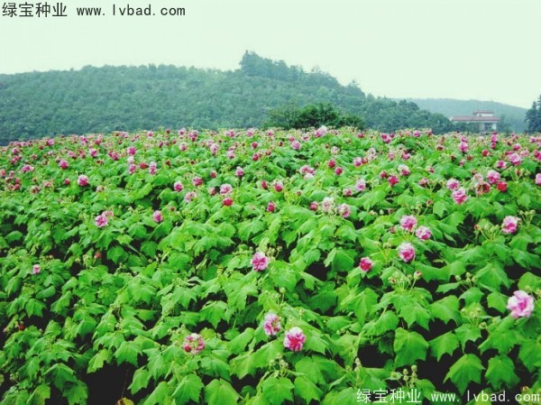 <a href='https://www.lvbad.com/linmuzhongzi/2233.html' target='_blank'>木芙蓉种子</a>