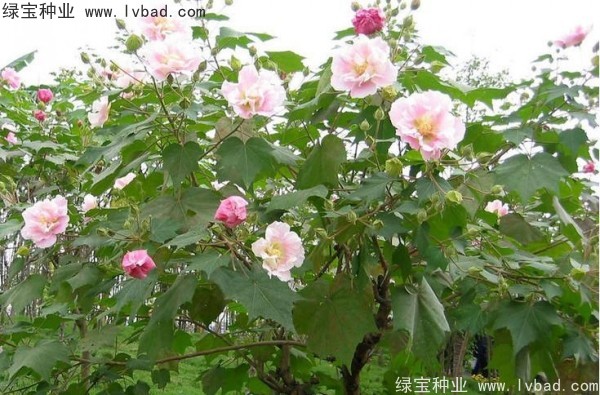 <a href='https://www.lvbad.com/linmuzhongzi/2233.html' target='_blank'>木芙蓉种子</a>