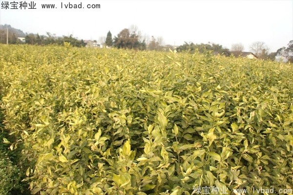 <a href='https://www.lvbad.com/linmuzhongzi/2234.html' target='_blank'>柠檬种子</a>