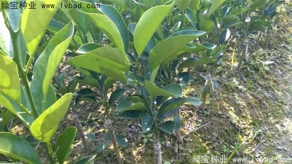 柠檬种子